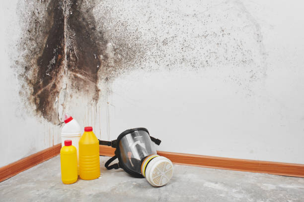 Mold Testing and Removal in Sulphur, LA