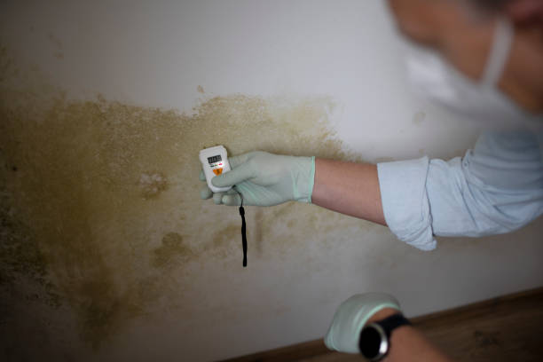 Best Mold Damage Repair  in Sulphur, LA