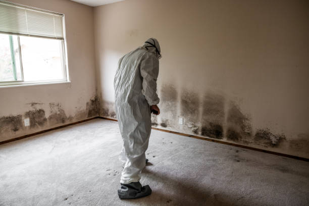 Best Black Mold Removal  in Sulphur, LA
