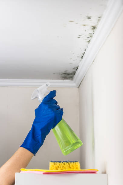Best Attic Mold Removal  in Sulphur, LA